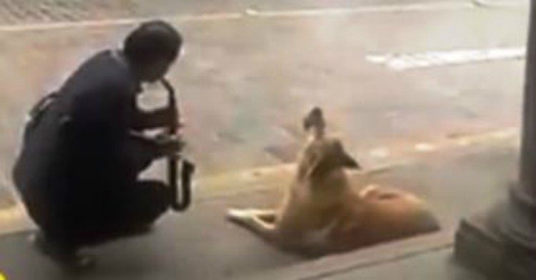 Perro Cantor Peruano cautiva al público en las calles de Cusco