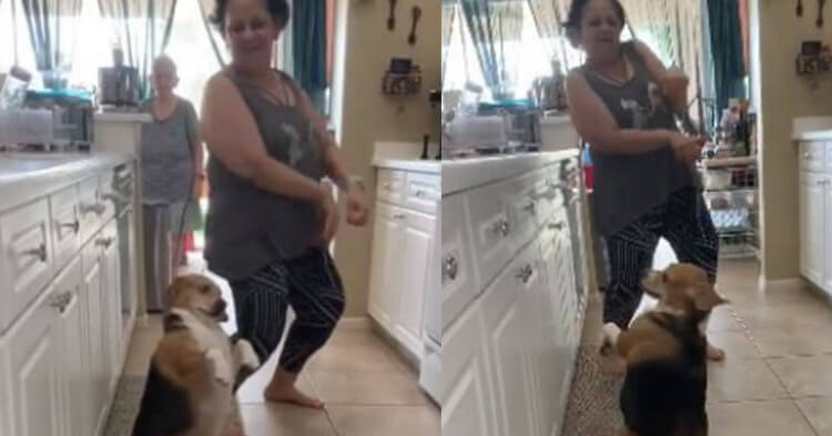 Perro se viraliza por bailar reggaetón