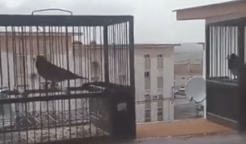 aves que fueron liberadas