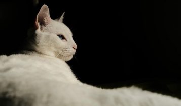 gato blanco bailarín