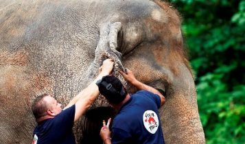 Kavaan musicoterapia