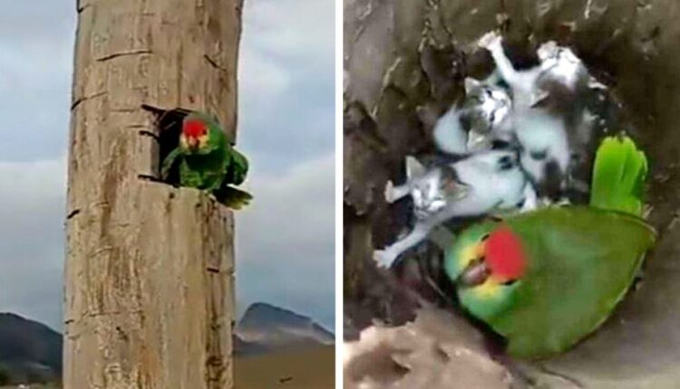 loro cuida a gatitos