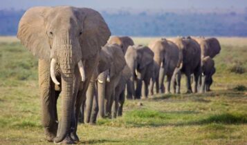descubren-que-los-elefantes-africanos-usan-nombres-para-llamarse-entre-si-1024×573