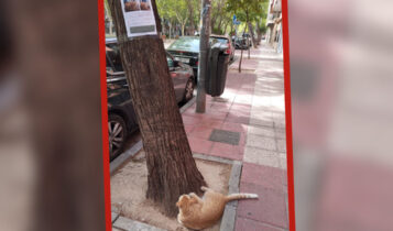 encuntra-gato-viendo-su-cartel-de-su-busc
